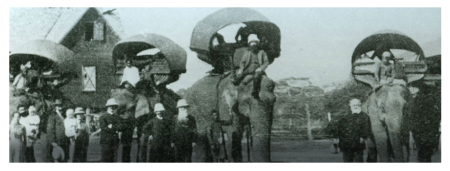 As many as 600 elephants worked for the Borneo Company at any one time