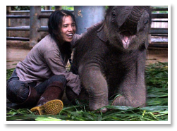 Thai Elephant Conservation Centre and Lampang City